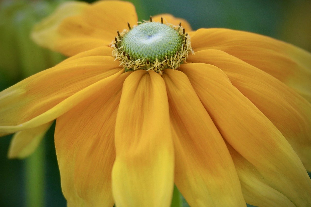 coneflower, rudbeckia, sunflower-8297542.jpg